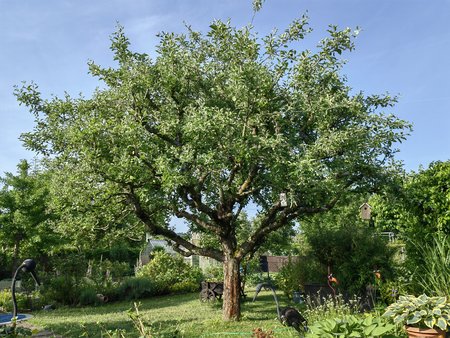 2022-05-20_Ein-Morgen-in-Nachbars-Garten_23.jpg