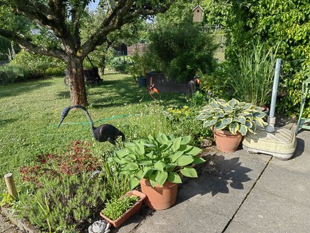 2022-05-20_Ein-Morgen-in-Nachbars-Garten_27.jpg