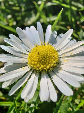 Gänseblümchen.jpg