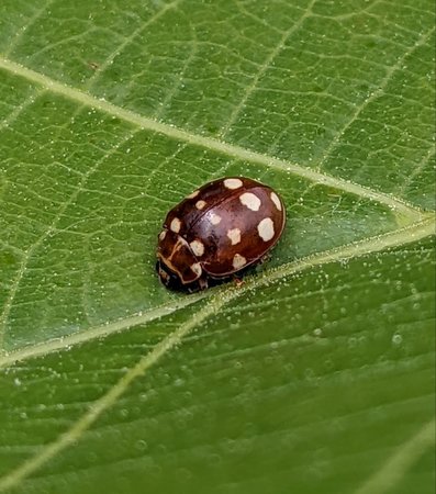 Vierzehntropfiger Marienkäfer photo_2022-05-26_14-10-56.jpg