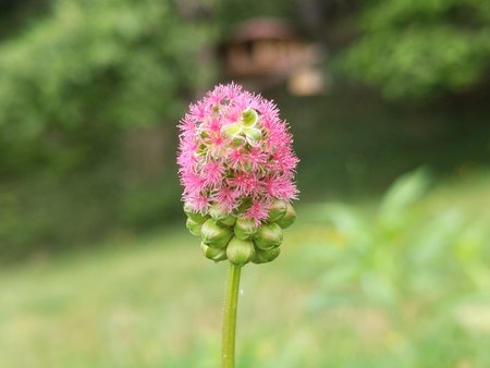 Wiesenknopf 1.jpg