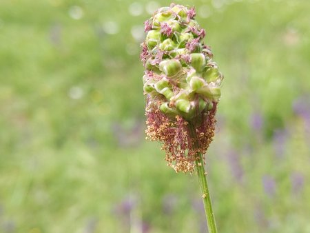 Wiesenknopf 3.jpg