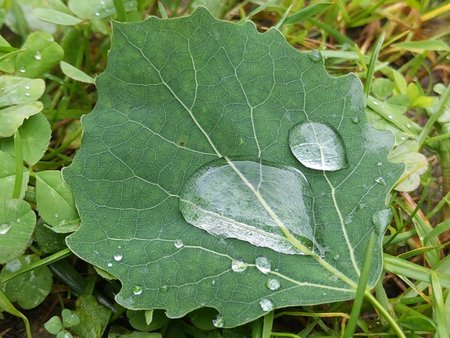 Blatt Wassertropfen 0001.jpg