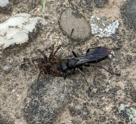 Wegwespe frißt Spinne photo_2022-06-03_18-28-14.jpg