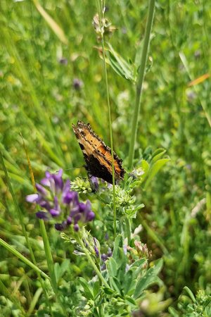 Schmetterling 12.06.2022.jpg