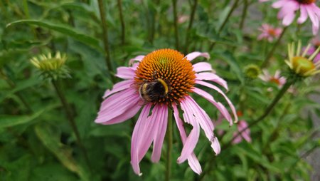 Dunkle Erdhummel auf Purpur-Sonnenhut.JPG