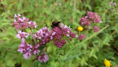 Helle Erdhummel auf Oregano.JPG