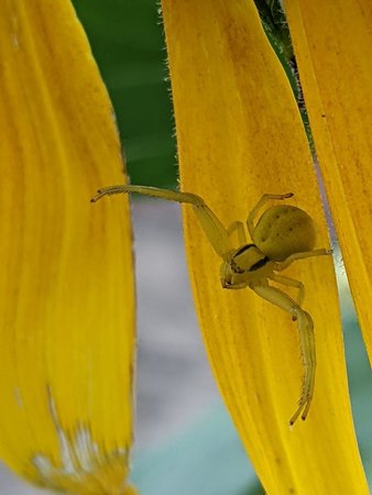 Veränderliche Krabbenspinne photo_2022-07-11_20-17-24.jpg