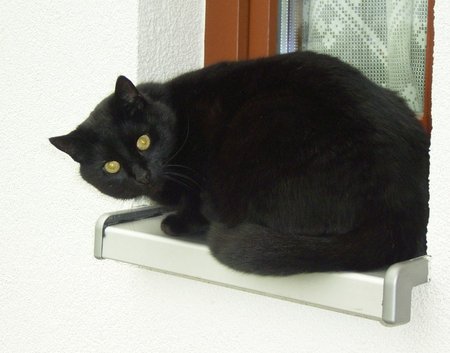 Kater.jpg