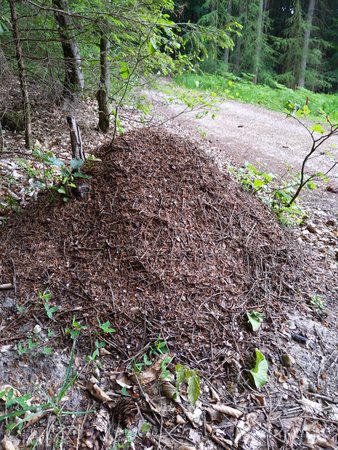 Kleiner Ameisenhaufen.jpg