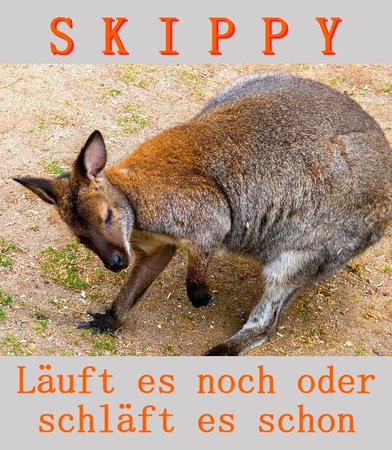 skippy.jpg