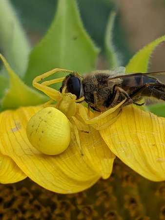 Krabbenspinne mit Mistbiene photo_2022-08-18_09-45-15.jpg