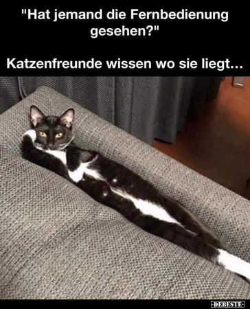 katzenfreund.jpg