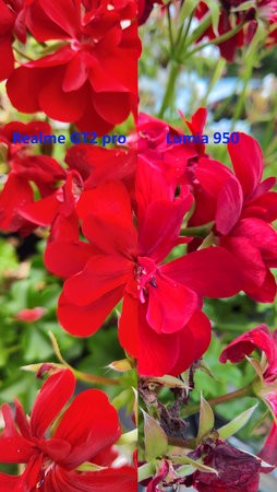 Blume rot.jpg