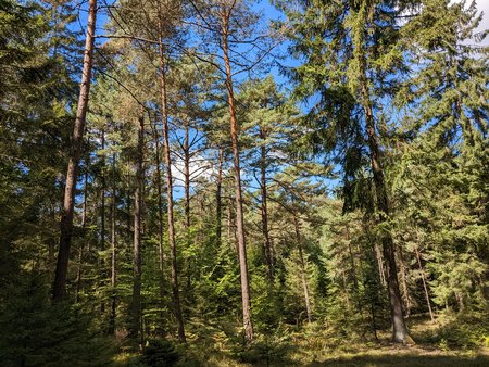 Wald 0001.jpg