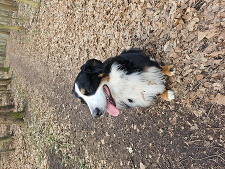 Hund_Stock.jpg