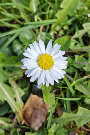 Gänseblümchen.jpg