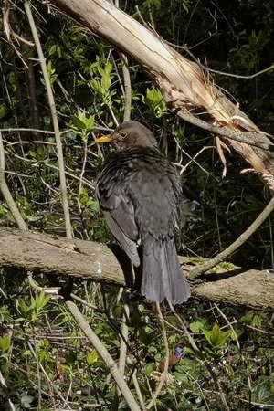 Amsel Xiaomi 13 10 fach Zoom.jpg