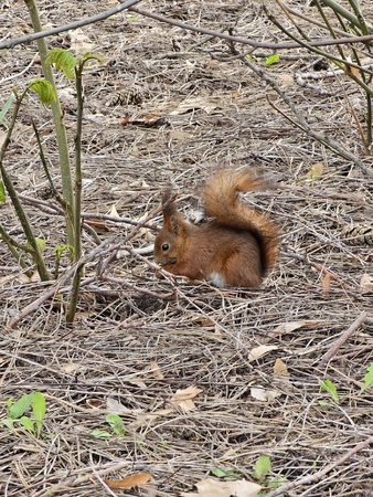 eichhörnchen.jpg