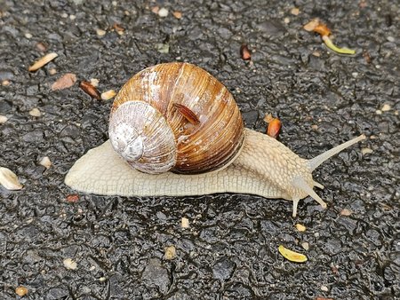 Schnecke_1.jpg