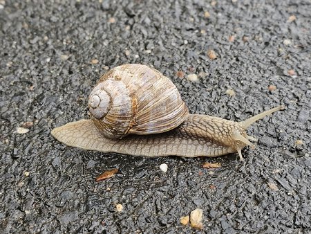 Schnecke_2.jpg