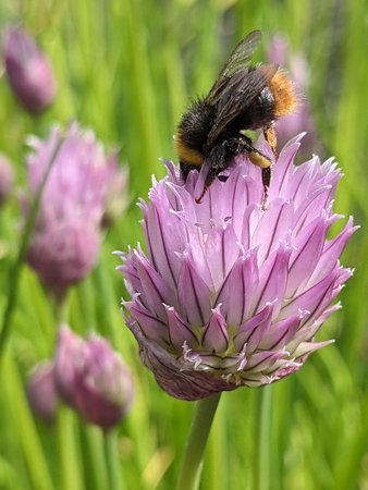 Steinhummel PXL_20230507_094529239.jpg