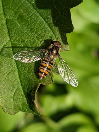 Hainschwebfliege PXL_20230506_062708483.jpg