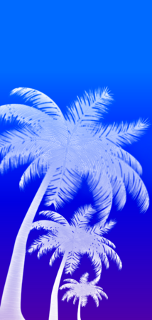 26822 inverted gradient palms v6.png