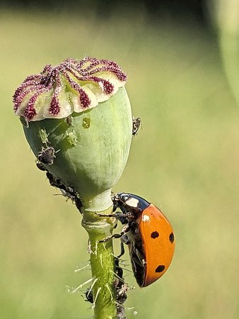 Gi 2Marienkäfer Mohnblume PXL_20230616_152737500.JPG