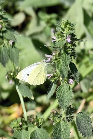 Schmetterling Huawei P60 Pro 29.06.2023.jpg