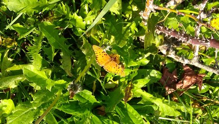 Tja, ein Schmetterling.jpg