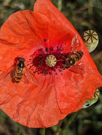 2Hainschwebfliegen auf Mohnblume PXL_20230705_080013822.jpg