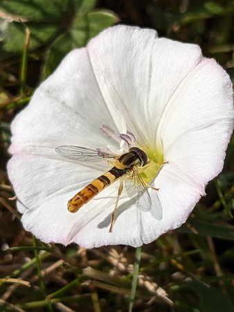 Langbauchschwebfliege PXL_20230705_080053321.jpg