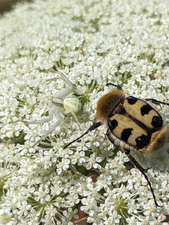 Pinselkäfer Krabbenspinne PXL_20230703_142951626.jpg