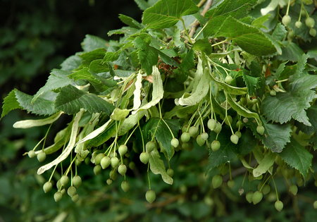 tilia_platyphyllos_3.jpg