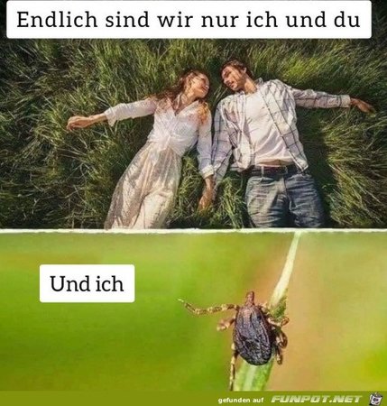 Zecken_sind_auch_ueberall.jpg