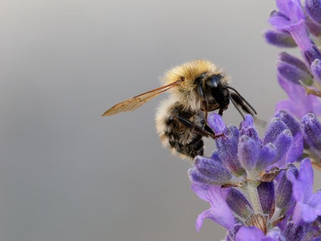 Bienchen und Blümchen.jpg