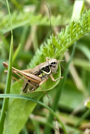 Grashüpfer 15.07.2023.jpg