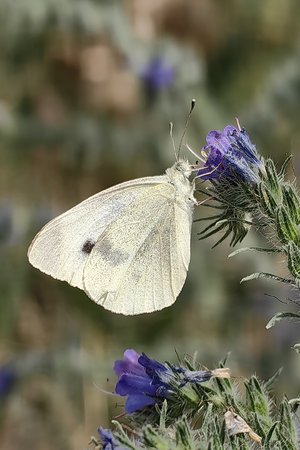 Schmetterling 14.07.2023.jpg