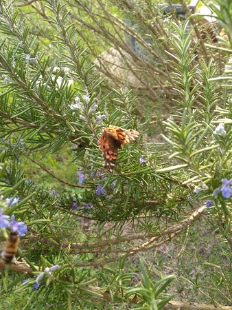 Biene und Schmetterling.jpg