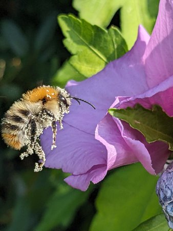 Steinhummel Flug PXL_20230720_072812262.jpg